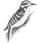Description images/pp0426 1