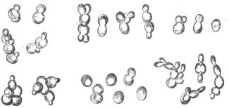 Description images/pp0440 1