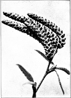 Cherry Birch