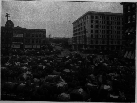 Cotton Arriving
At Market
