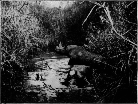Rhinoceros, Photographed In His Native Wilds