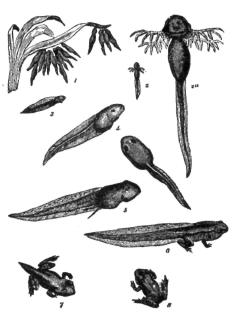 how a frog grows