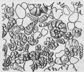Chalk from Kansas X 45. (Drawn from a photograph by the Geological Survey of Iowa).