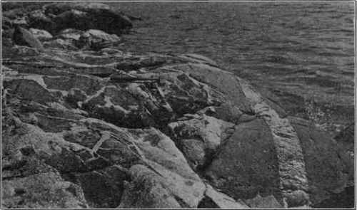 Granite veins intrusive in diorite and both cut by a small dyke of aplite; coast of Maine.
