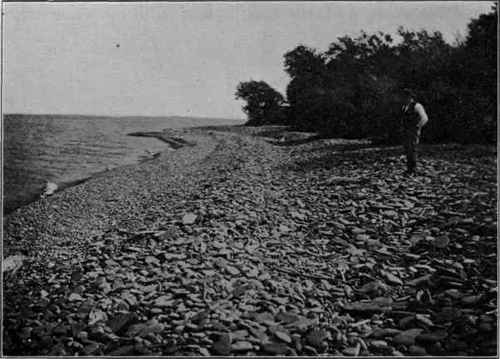 Gravel beach, Lake Ontario. (U. S. G. S).