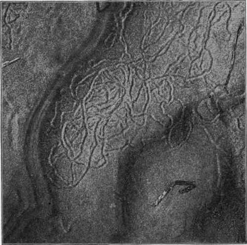 Markings by marine worms, modern.