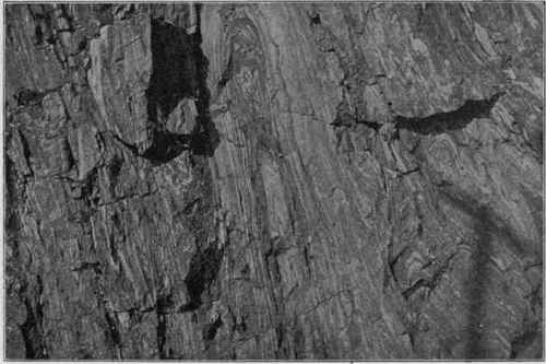 Plicated gneiss, Montgomery Cotmty, Pa. (U. S. G. S).