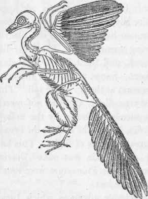 Restoration of Archceopteryx lithographica v. Meyer. (Andreae).