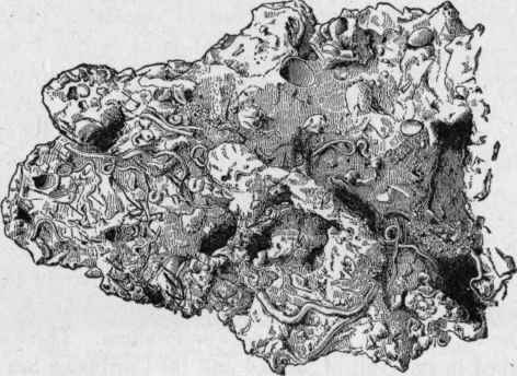 Rock from the Pourtales Plateau. (A. Agassiz).