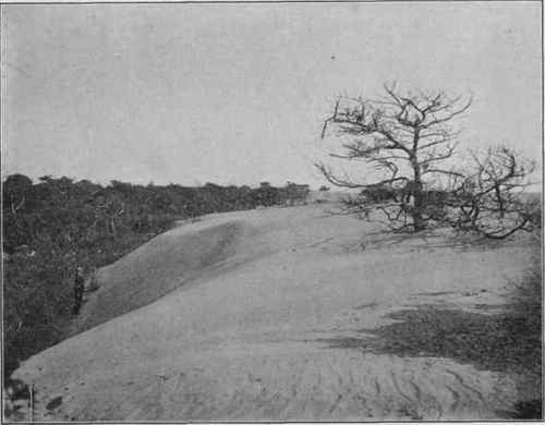 Sand dune; Beaufort Harbor, N.C. (U. S. G. S).