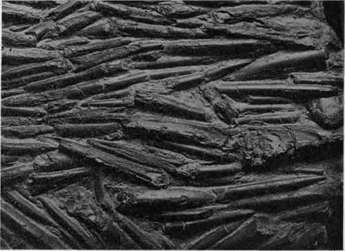 Slab of Belemnites compressus Blainv, from the Lias of England.