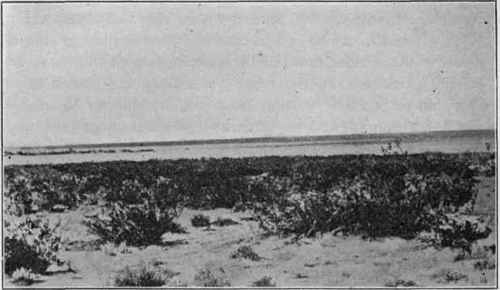 The Mohave Desert, California. (Photograph by H. W. Fairbanks).