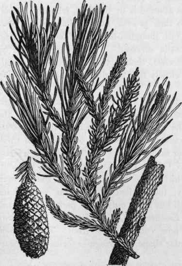 Triassic Conifer, Voltzia heterophylla.
