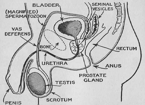 Cross section of male body, showing passageways. The seminal vesicles and prostate gland are pressed between the rectum and the bladder, when these are filled.