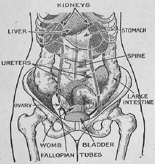 Phantom view of the female body; the womb normally is way down in the pelvis and does not interfere with other organs.