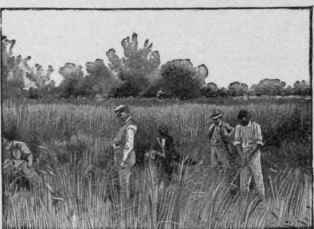 Lost Ball in. the Meadow.