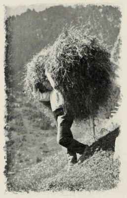 Haymaking In Bohemia.