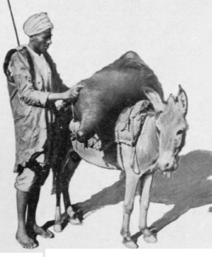 An Egyptian Peasant