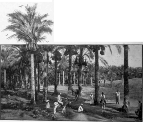 Palms Near Memphis
