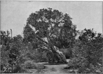 The Virgin's Tree