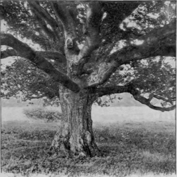 An English Oak