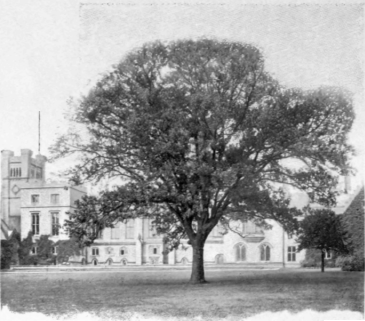 Byron's Oak, Newstead Abbey