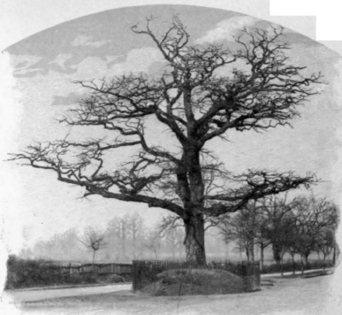 Old Oak In The Centre Of England