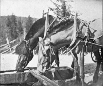 The Centurion's Horse