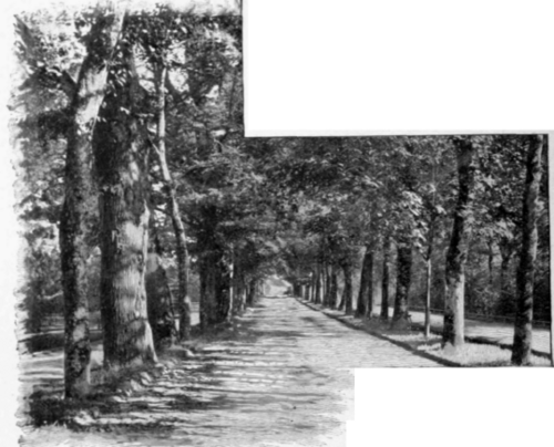 The Lichtenthal Allee