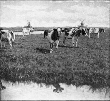 Holland Cows