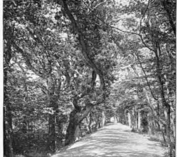 The Park