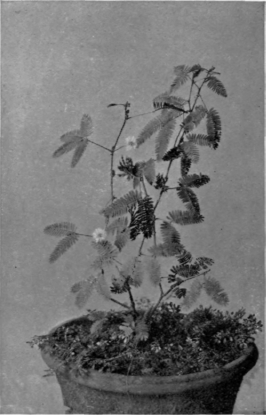 A Sensitive Plant (Open)