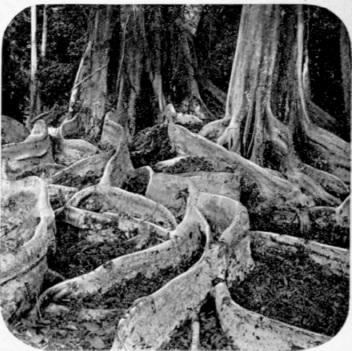 An India  Rubber Tree