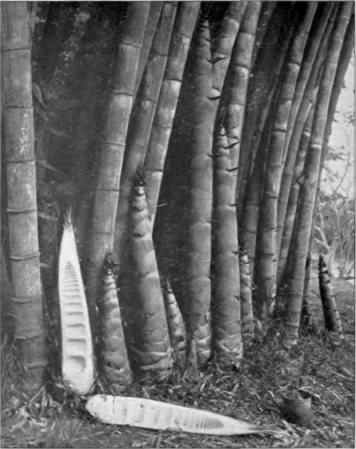 Bamboo Stems