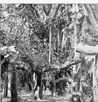 Under The Banyan Tree