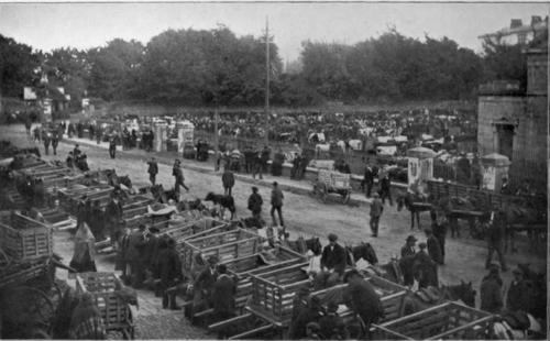 An Irish Cattle Market