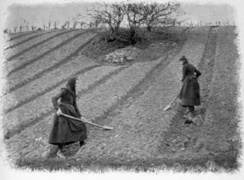 The Crop That Failed