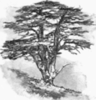 Cedar Of Lebanon