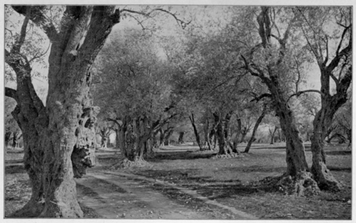 Olive Grove