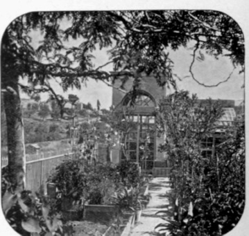 The Garden