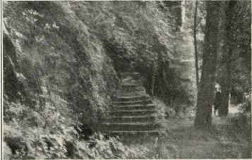 The Forest Walk.
