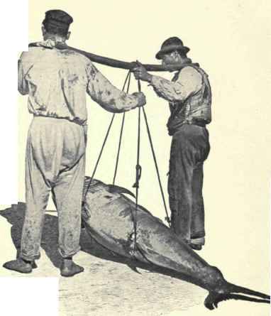 A Big Catch.