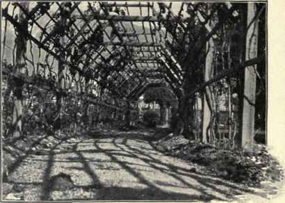 A Corridor Of Scented Bloom.