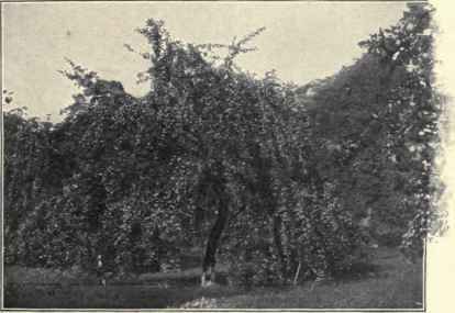An Apple Tree In Obermais.