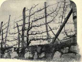 Apple Trees Trained On Wires.