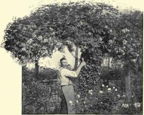 Trimming Meran Roses.