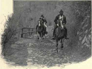 Tyrolese Horses.