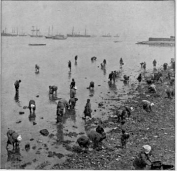 Gathering Sea Food
