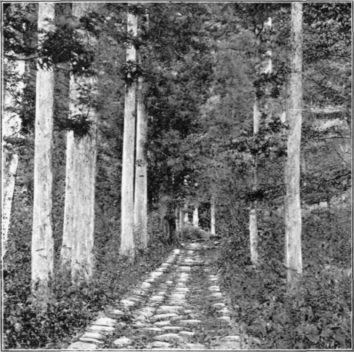 The Sacred Grove