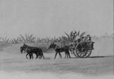 Carting Pulque To Market